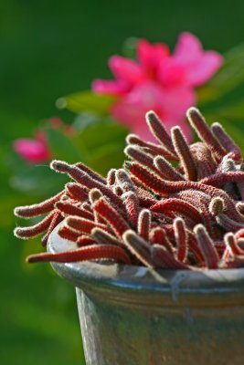 Spider Cactus and Rho.jpg