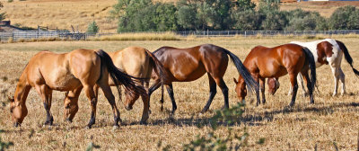 Horses grazing headed North-West.jpg
