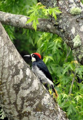 Acorn Woodpecker in the North of California.jpg