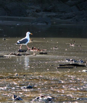 Seagull on the Northern California Coast.jpg
