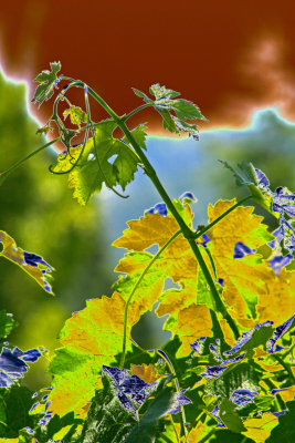 Electric Vines.jpg