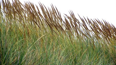 Coastal Grasslands.jpg
