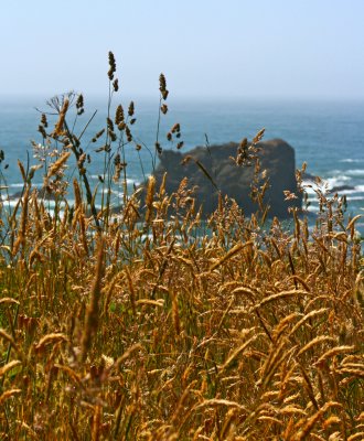 Coastal Grass over-looking the Eastern Pacific.jpg