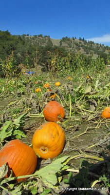 October Pumpkin Patch.jpg
