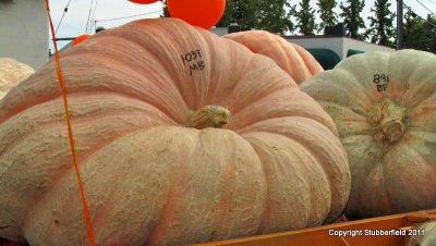 Pumpkin Grande.jpg