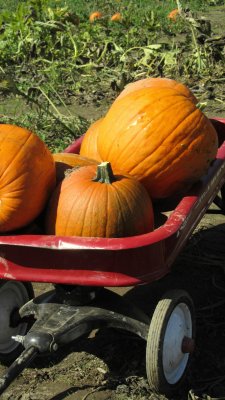 The Pumpkin Patch.jpg