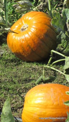 Halloween Harvest.jpg