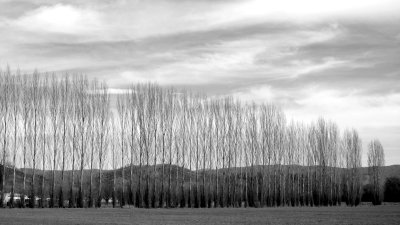 Naked trees and a textured sky.jpg
