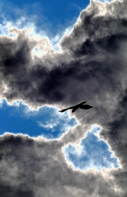 Spring winged Raven.jpg