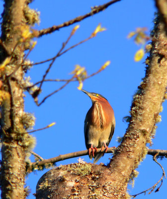 Green Heron.jpg