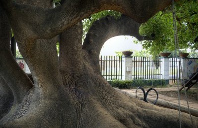 Tree Paw