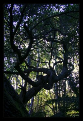 Maze Of Trunks
