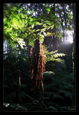 Tree Fern