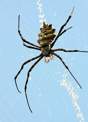 Golden Orb Spider