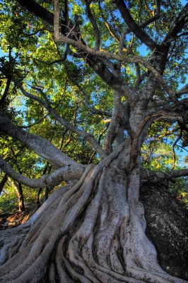 Rock Fig (I)