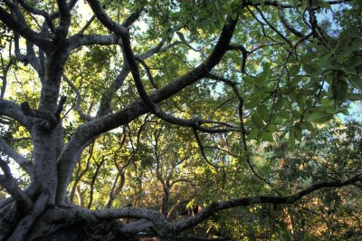 Rock Fig (II)