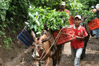 Habitantes del Lugar con Plantas de Cafe