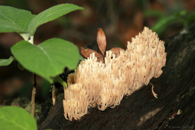 Variedad de Hongo del Lugar