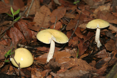 Variedad de Hongo del Lugar