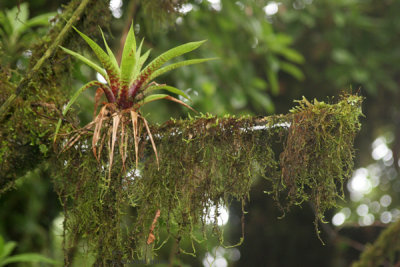 Muestra de la Flora del Lugar