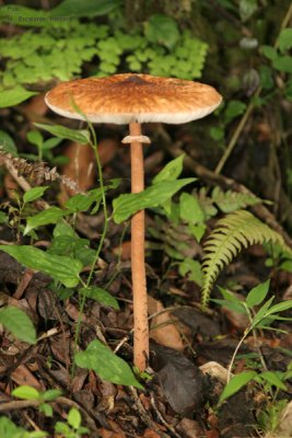 Variedad de Hongo del Lugar