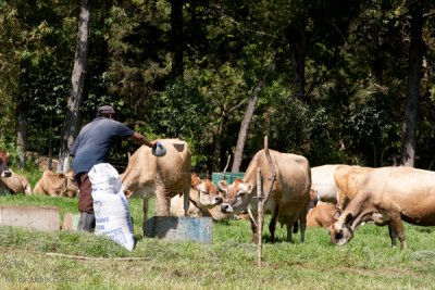 Alimentacion de Vacas Lecheras