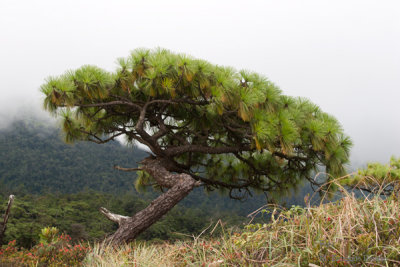 El Viento y la Altura dan Forma Caprichosa a los Arboles