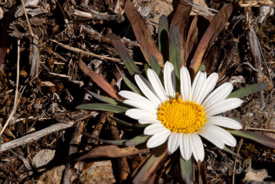 En la Cumbre Puede Encontrarse Este Tipo de Flor