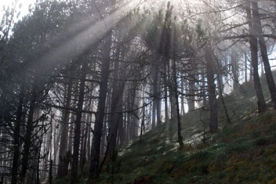 Amanecer Entre la Niebla y el Boque