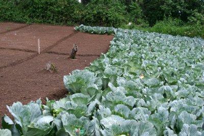 La Siembras de Verdura es Comun en los Alrededores