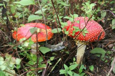 Hongo Comun del Lugar, 20 cm de Alto (Amanita Muscaria) Toxico / Alucinogeno