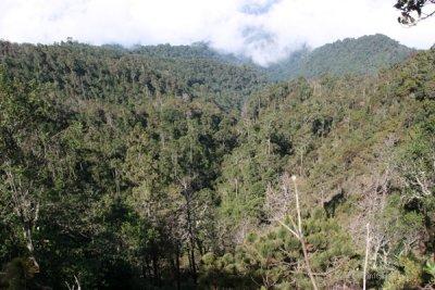 Muestra de la Vegetacion del Volcan