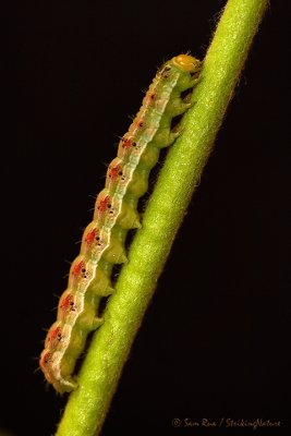 Gerber Visitor