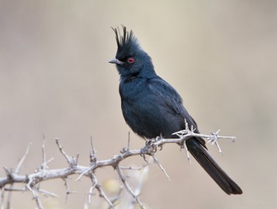 Phainopepla