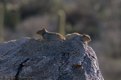 Rock Squirrels