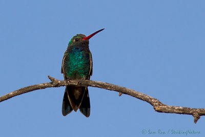 Broad-billed Hummingbird