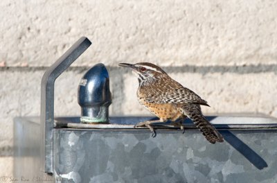Local Watering Hole
