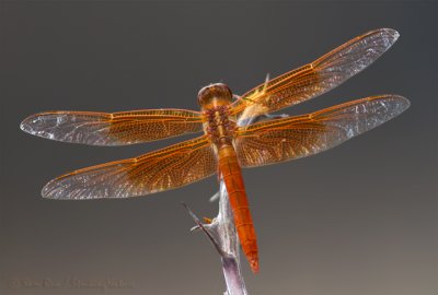 Flame Skimmer