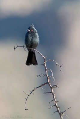 Phainopepla