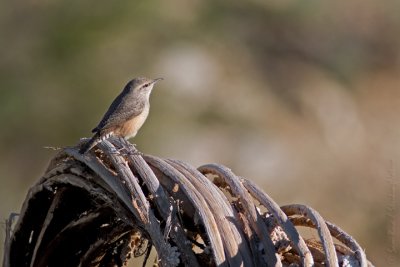 House Wren