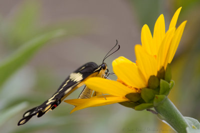 Giant Swallowtail