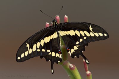 Giant Swallowtail
