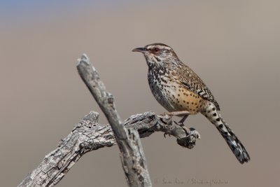 Cactus Wren