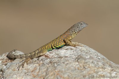 Greater Earless Lizard