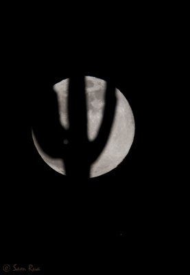 Moonrise Saguaro