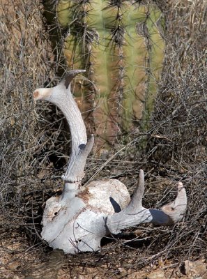 Deer Skull