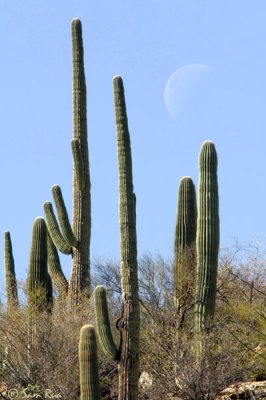 Saguaros and the Moon