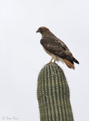 Red-tailed Hawk