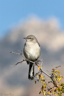 Northern Mockingbird