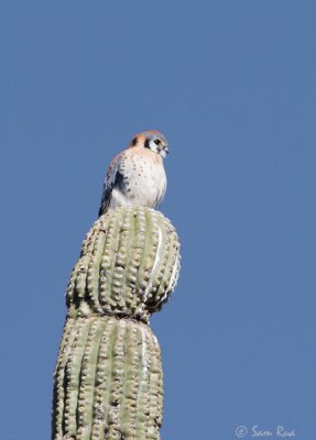 American Kestrel - Male